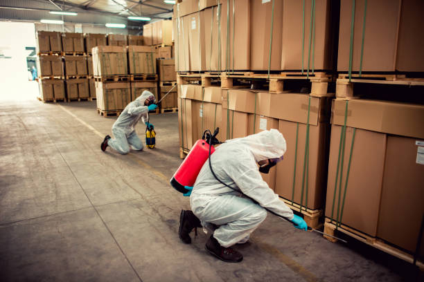 Best Termite Control Services  in Ofallon, IL
