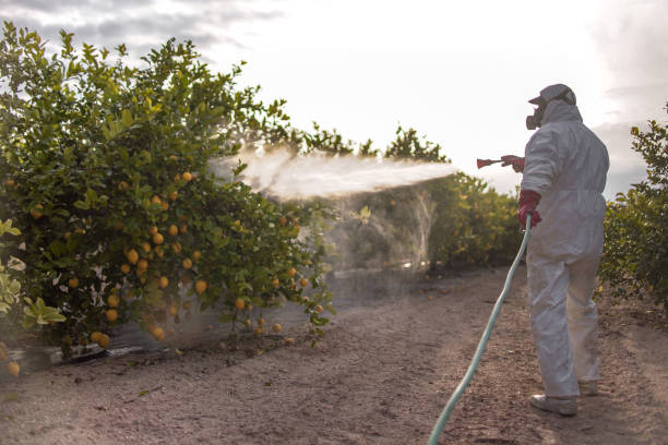 Best Wasp Removal Services  in Ofallon, IL