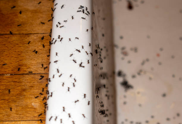Best Exterminator Services  in Ofallon, IL